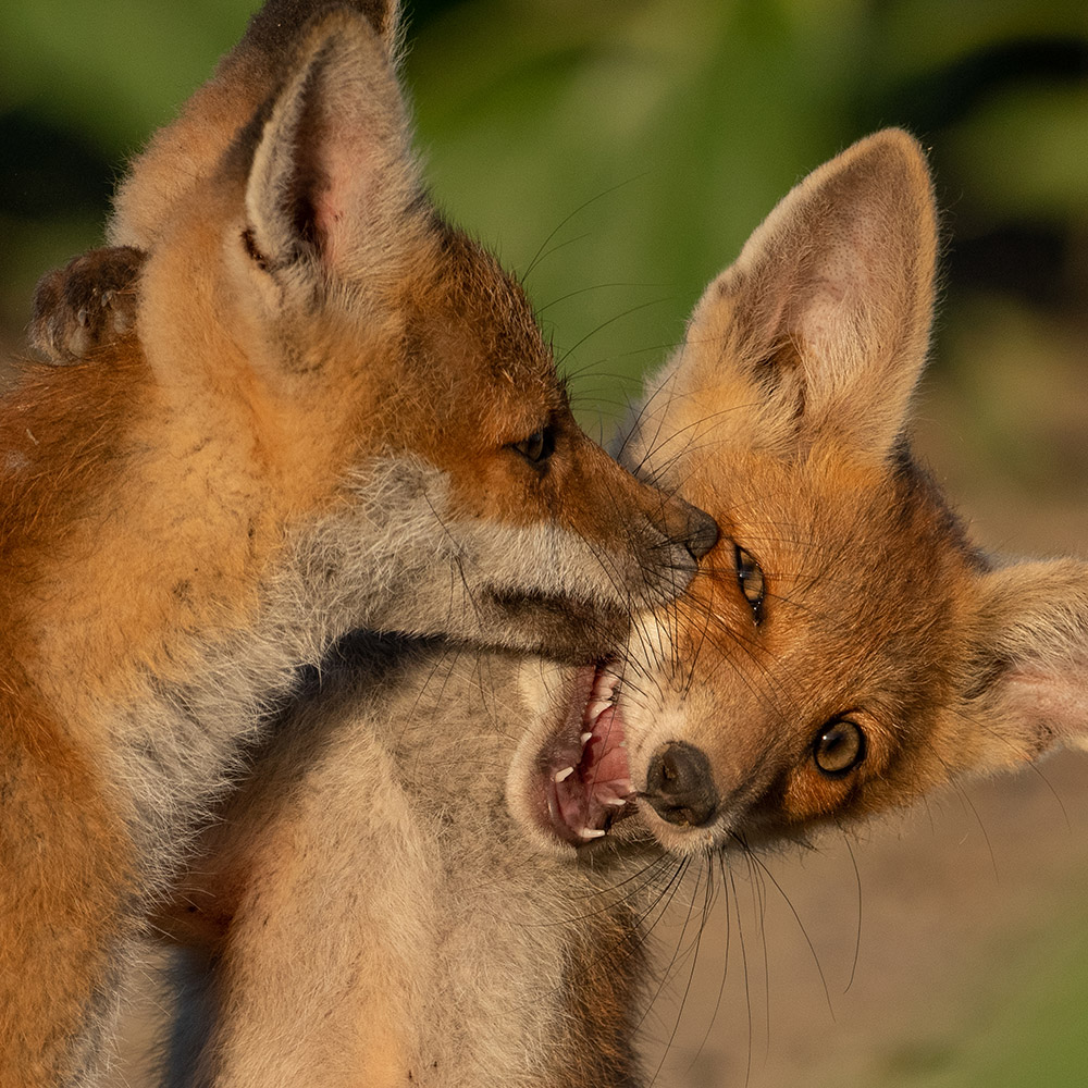 WILD SERBIA presenting Predrag Kostin
