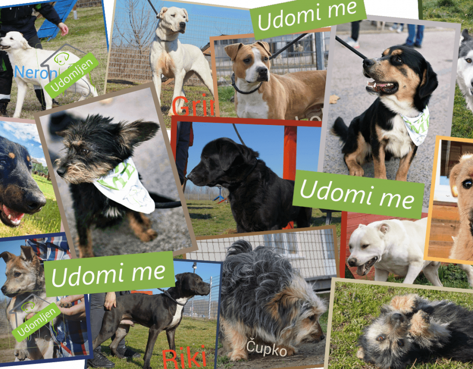 Udomi me - psi za udomljavanje iz Prihvatilišta Zoohigijene